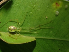 Thwaitesia nigronodosa
