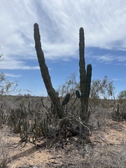 Pachycereus pringlei