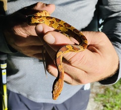 Pantherophis guttatus