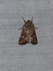 Lacinipolia stricta