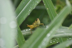 Boopedon flaviventris