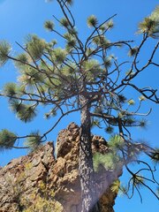 Pinus jeffreyi