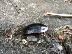 Opisthoplatia orientalis