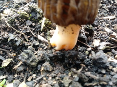 Morchella