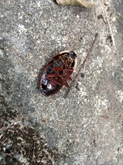 Opisthoplatia orientalis