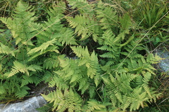 Dryopteris expansa