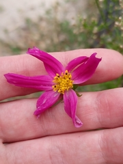 Cosmos bipinnatus