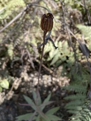 Lilium
