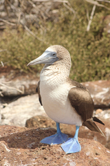 Sula nebouxii excisa