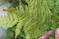 Dryopteris expansa