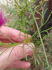 Cosmos bipinnatus