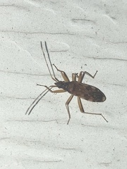 Ozophora picturata