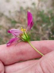 Cosmos bipinnatus