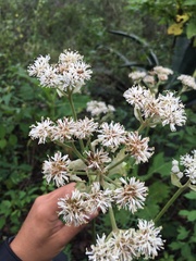 Psacalium cirsiifolium