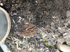 Morchella