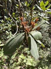 Rhododendron macrophyllum