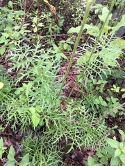 Psacalium cirsiifolium