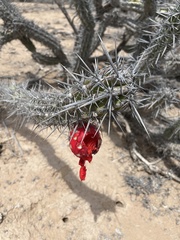 Stenocereus gummosus