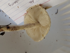 Limacella