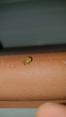 Harmonia quadripunctata