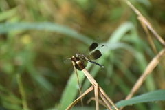 Erythrodiplax funerea