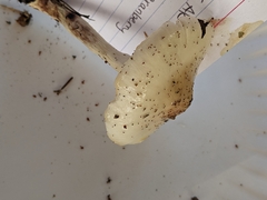 Limacella