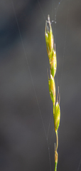 Elymus mutabilis