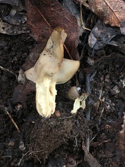 Helvella crispa