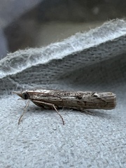 Agriphila geniculea