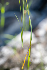 Elymus mutabilis