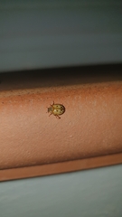 Harmonia quadripunctata