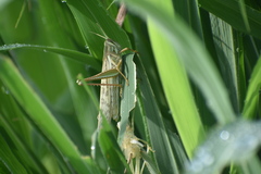 Schistocerca piceifrons