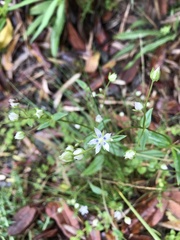 Swertia macrosperma