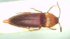 Hapatesus kershawi