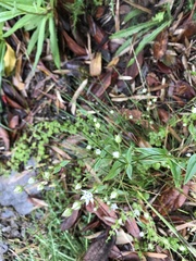 Swertia macrosperma