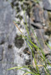Elymus mutabilis