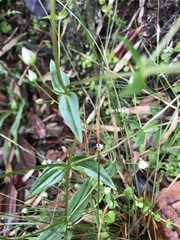 Swertia macrosperma