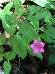 Spigelia scabrella