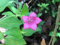 Spigelia scabrella