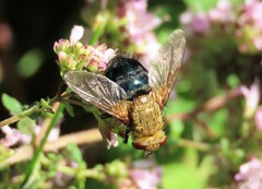 Archytas analis
