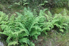 Dryopteris expansa