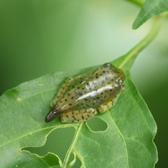Rhacophorus malabaricus