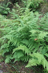Dryopteris expansa