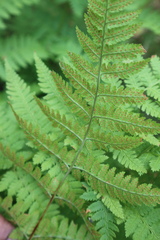 Dryopteris expansa