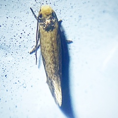 Tinea apicimaculella