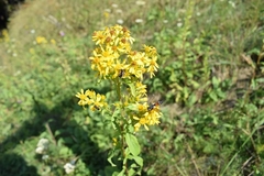 Solidago