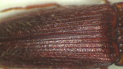 Hapatesus kershawi