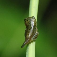 Rhacophorus malabaricus