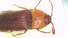Hapatesus kershawi