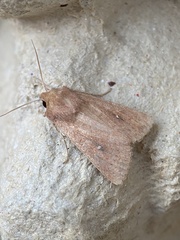 Mythimna albipuncta